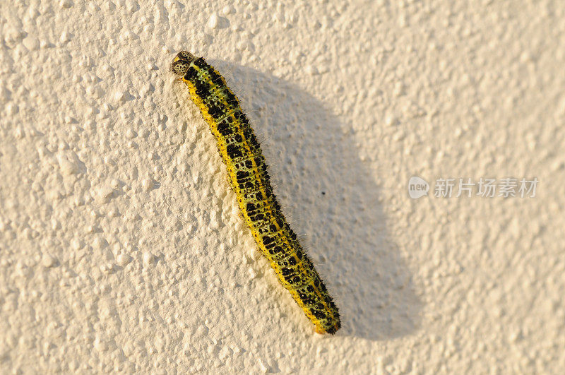 Buff Tip Moth Caterpillar，英国